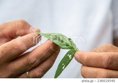 closeup of a green caterpillar on vegetable leaf. closeup of a green caterpillar on vegetable leaf. 136019540