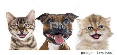 stafforshire bull terrier, bengal cat and persian kitten 136019601