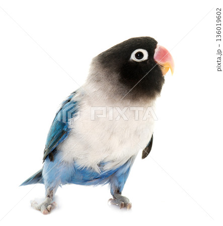 blue masqued lovebird 136019602