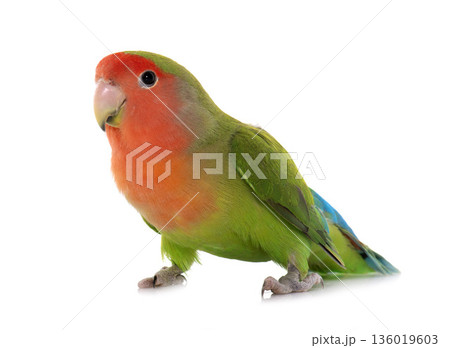 Peach-faced Lovebird in studio Peach-faced Lovebird in studio 136019603