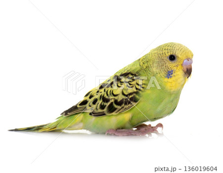young budgerigar in studio 136019604