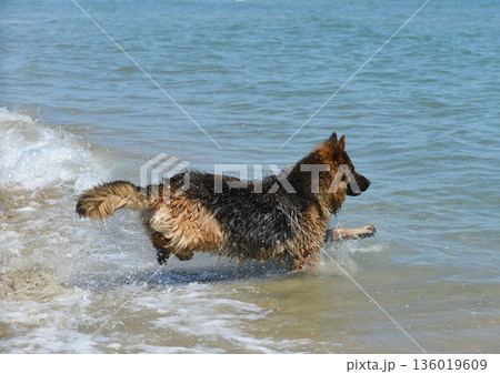 german shepherd in holiday german shepherd in holiday 136019609