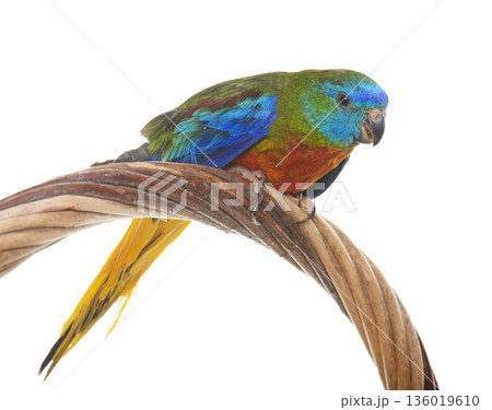 Turquoise parrot in studio 136019610