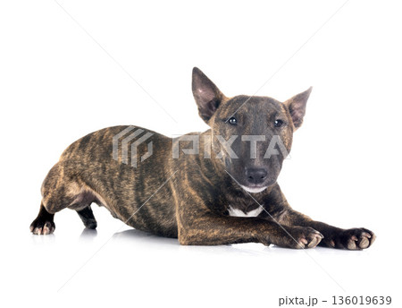 miniature bull terrier in studio 136019639