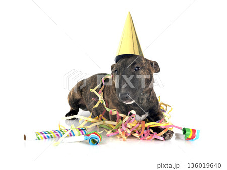 miniature bull terrier in studio 136019640