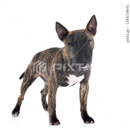 miniature bull terrier in studio miniature bull terrier in studio 136019641