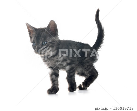 bengal kitten in studio 136019718
