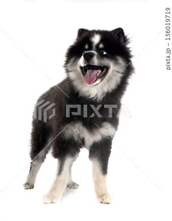 Pomsky in studio 136019719