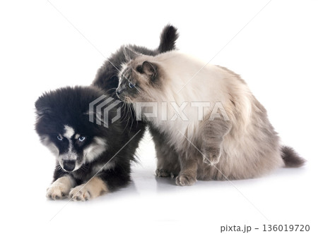 pomsky and siberian cat 136019720