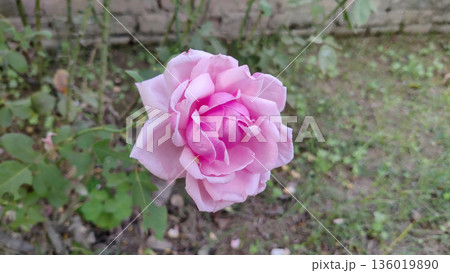 A delicate pink rose blooms in a garden showcasing its intricate petals and vibrant color A delicate pink rose blooms in a garden showcasing its intricate petals and vibrant color 136019890