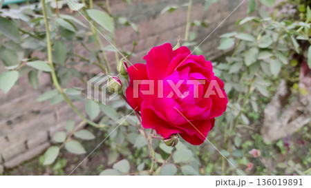 A vibrant red rose blooms amidst lush green foliage in soft daylight 136019891