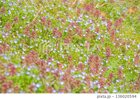 春の草原に咲く野の花 春の草原に咲く野の花 136020594