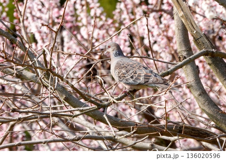 春の花咲く枝にとまるハト 春の花咲く枝にとまるハト 136020596