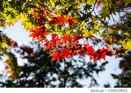 京都神護寺境内の赤く紅葉した楓 京都神護寺境内の赤く紅葉した楓 136020682