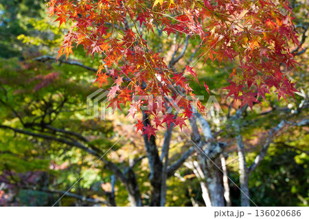 京都神護寺境内の赤く紅葉した楓 136020686