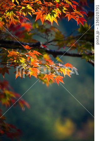 京都神護寺境内の赤く紅葉した楓 136020701