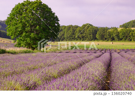 Summer landscape with lavender fields, France 136020740
