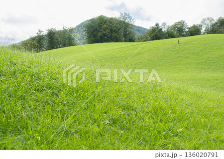 Vibrant Green Pasture with Forested Mountains in the Background 136020791
