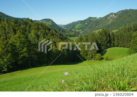 Alpine nature, green grass and mountains in the distance. Alpine nature, green grass and mountains in the distance. 136020804