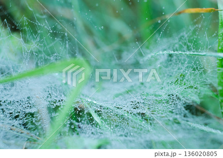 Macro View of Spider Web with Morning Dew Drops Macro View of Spider Web with Morning Dew Drops 136020805