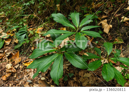 Green hellebore leaves in summer forest, wild alpine plant close-up Green hellebore leaves in summer forest, wild alpine plant close-up 136020811
