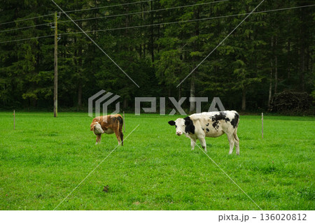 Brown and White Calves Grazing in Idyllic Countryside Landscape Brown and White Calves Grazing in Idyllic Countryside Landscape 136020812