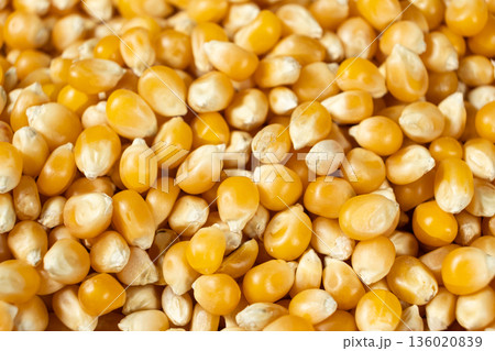 Macro shot of raw yellow corn kernels for popcorn. Macro shot of raw yellow corn kernels for popcorn. 136020839