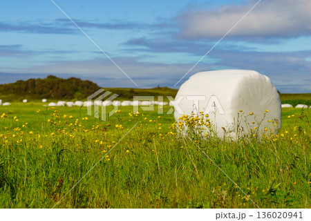 Bale of hay wrapped in plastic foil, Norway Bale of hay wrapped in plastic foil, Norway 136020941