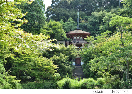 浄瑠璃寺　新緑に包まれる三重塔(京都府木津川市) 136021165