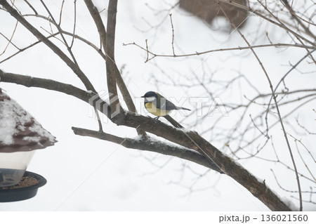 A little tit sits on a tree branch and looks into the frame, against a background of snow 136021560