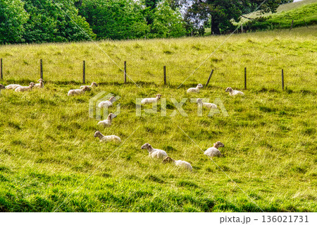 Sheep Resting on Green Meadow Sheep Resting on Green Meadow 136021731