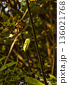 Single Green Leaf on Tree Branch 136021768