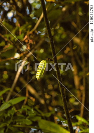 Single Green Leaf on Tree Branch 136021768
