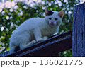 Close Up White Cat on Wooden Railing 136021775