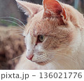 Tilted Head Brown and White Cat 136021776