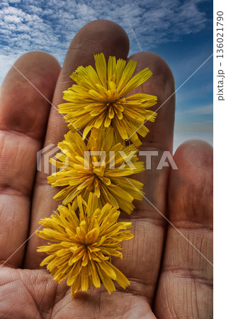 Yellow Daisies Held in Hand 136021790