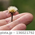 Hand Holding Dandelion Plant 136021792