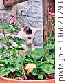Brown and White Cat Behind Foliage 136021793