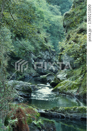 Sunlit Stream in Rocky Forest Gorge 136021800
