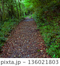 Dirt Path Covered with Fallen Leaves 136021803