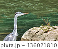 Grey Heron in River Hunting Fish 136021810