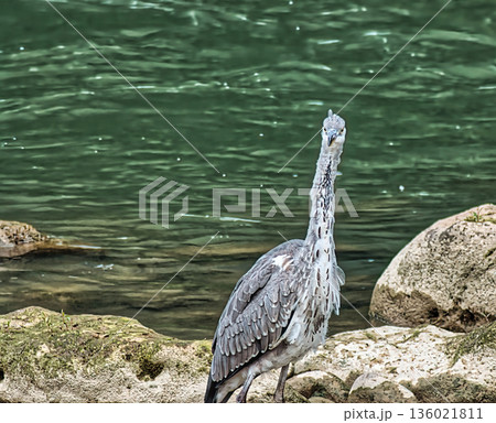 Heron Searching for Prey in River 136021811