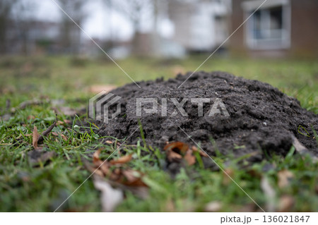 Molehill on Green Lawn with Blurred House Background 136021847