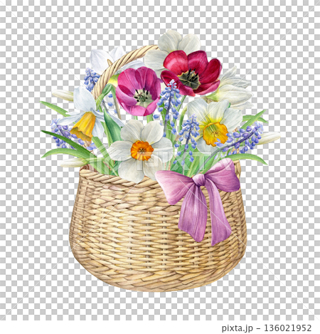 Watercolor of a wicker basket with spring flowers and a pink bow. Daffodils, tulips and muscari isolated on white, ideal for invitations, greeting cards, prints, decor Watercolor of a wicker basket with spring flowers and a pink bow. Daffodils, tulips and muscari isolated on white, ideal for invitations, greeting cards, prints, decor 136021952