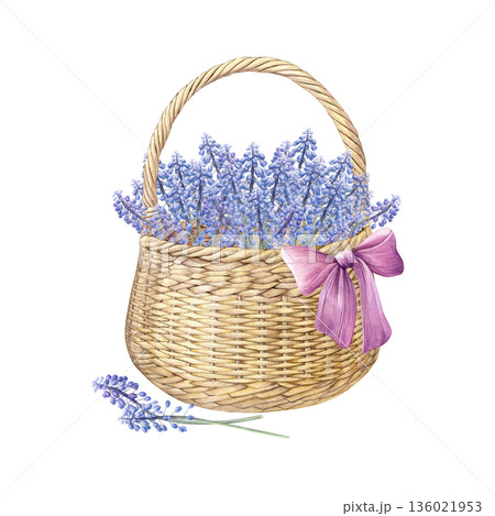 Watercolor illustration of a wicker basket filled with blue muscari flowers, decorated with a pink ribbon. Hand-painted botanical style. Ideal for spring designs, cards, invitations, prints, and decor Watercolor illustration of a wicker basket filled with blue muscari flowers, decorated with a pink ribbon. Hand-painted botanical style. Ideal for spring designs, cards, invitations, prints, and decor 136021953
