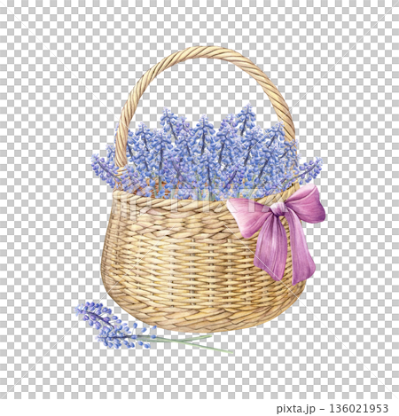 Watercolor illustration of a wicker basket filled with blue muscari flowers, decorated with a pink ribbon. Hand-painted botanical style. Ideal for spring designs, cards, invitations, prints, and decor Watercolor illustration of a wicker basket filled with blue muscari flowers, decorated with a pink ribbon. Hand-painted botanical style. Ideal for spring designs, cards, invitations, prints, and decor 136021953