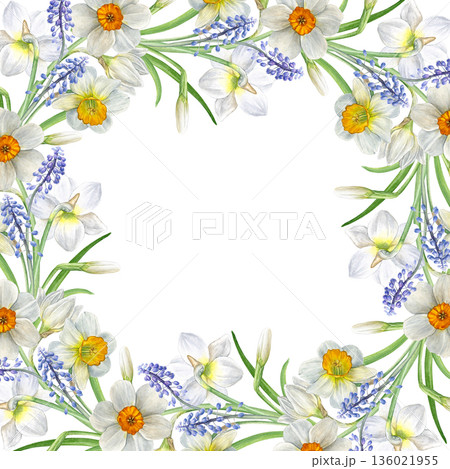 Watercolor floral frame with spring flowers. White and yellow daffodils and blue muscari on white background, botanical style. Good for invitations, cards, stationery, frames, and spring decor 136021955