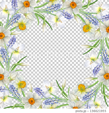 Watercolor floral frame with spring flowers. White and yellow daffodils and blue muscari on white background, botanical style. Good for invitations, cards, stationery, frames, and spring decor 136021955