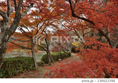 大覚寺　大沢池のモミジ(京都市右京区) 136022398