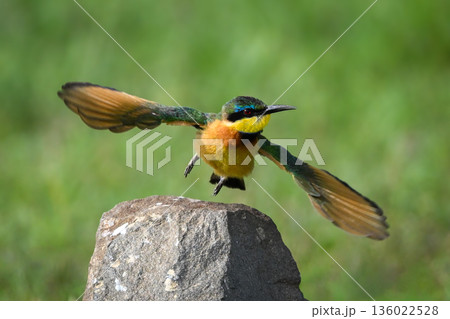Little bee-eater flies over rock in grassland Little bee-eater flies over rock in grassland 136022528